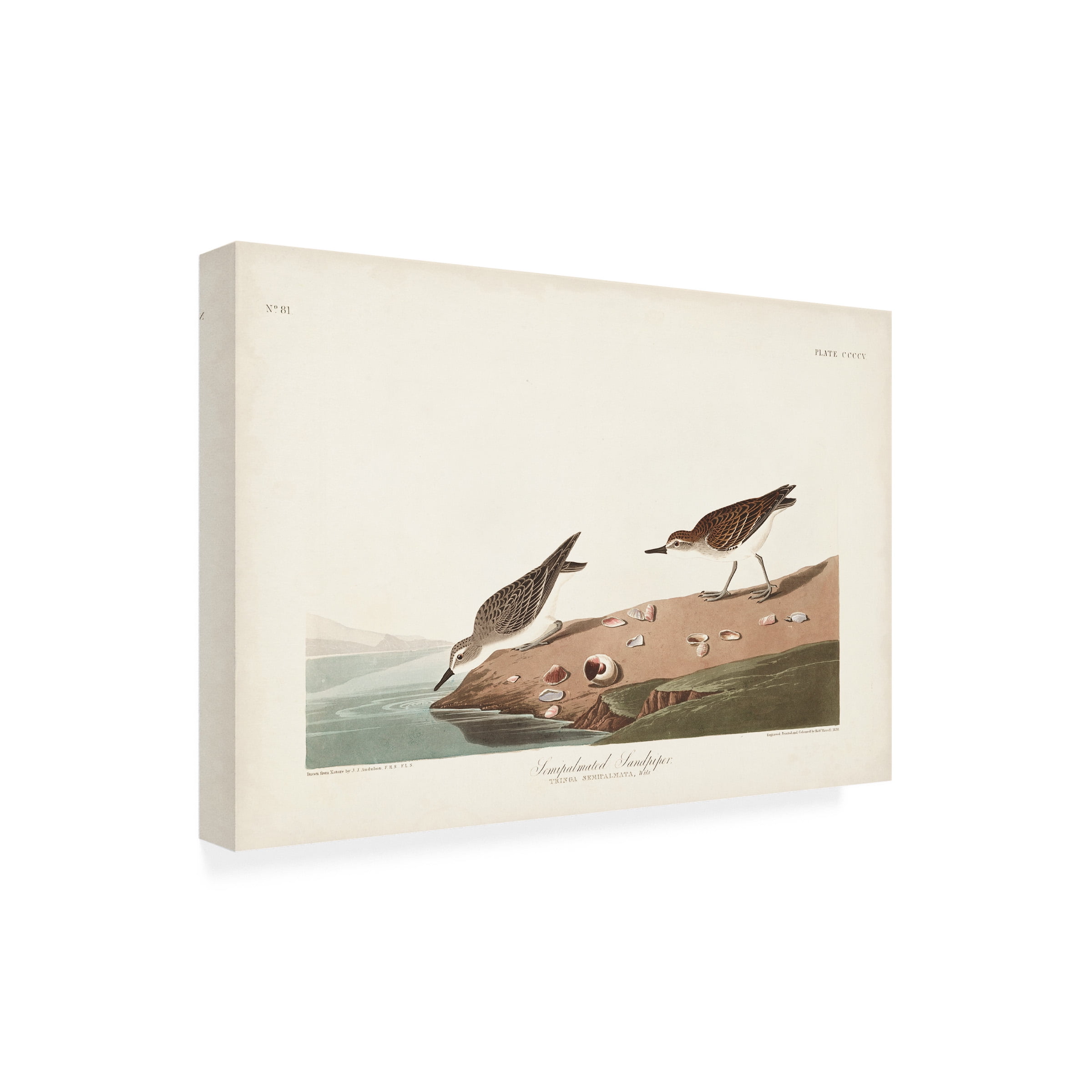 John James Audubon 'Semipalmated Sandpiper' Canvas Art