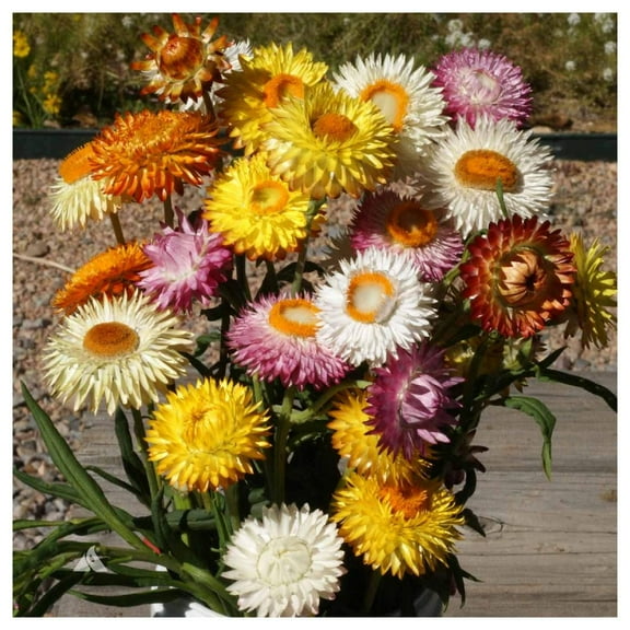 Everwilde Farms - 1/4 lb Strawflower Garden Flower Seeds - Gold Vault Bulk Seed Packet