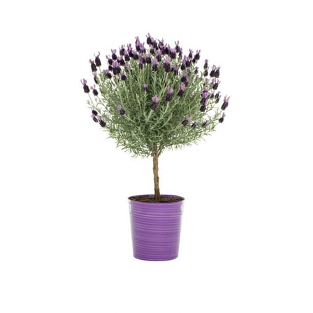 Expert Gardener 2.5QT Purple Lavender Live Tree Plant Decorative Pot Sun