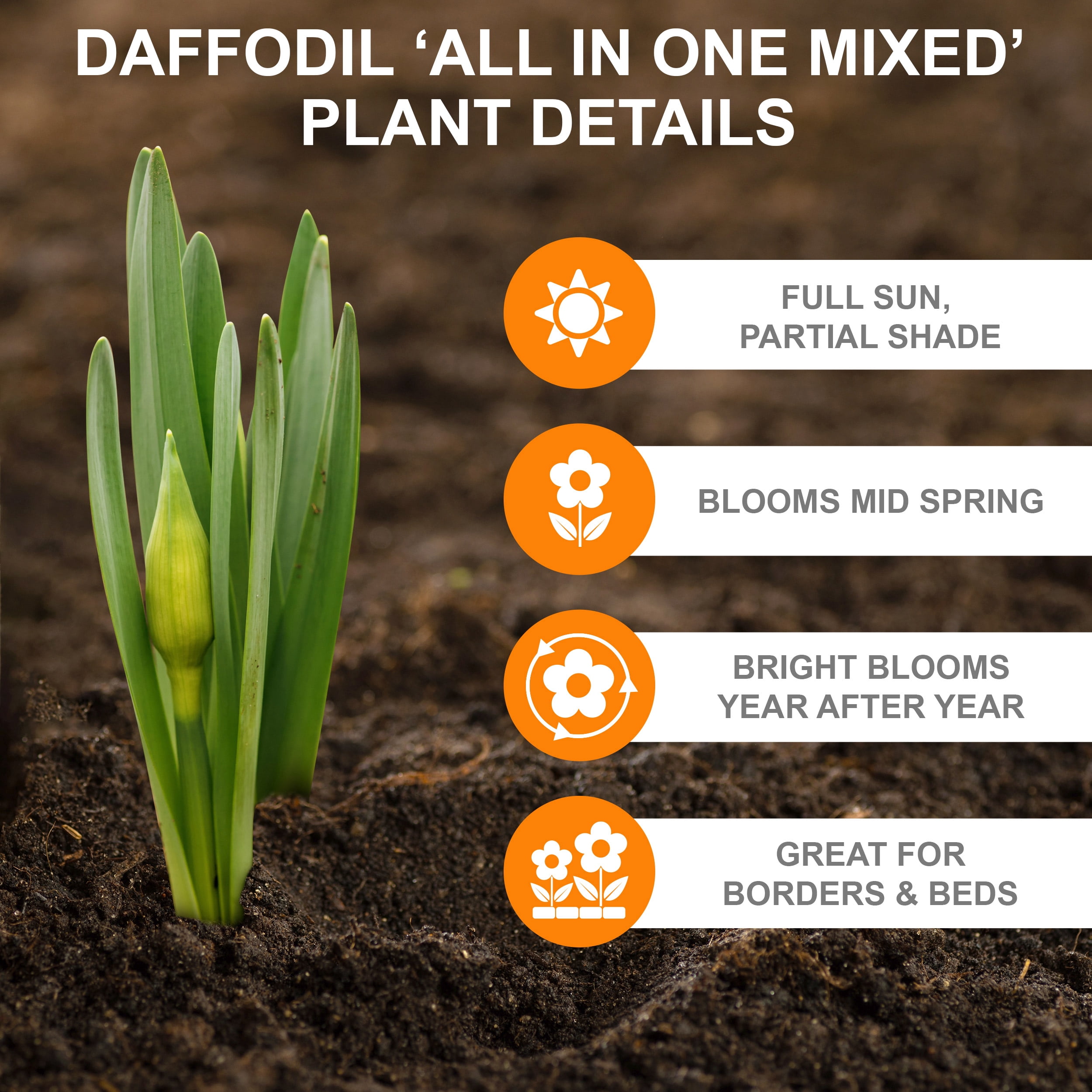 Garden State Bulb All-In-One Mixed Daffodil Flower Bulbs, 12/14cm (Bag of 50)