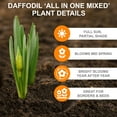 thumbnail image 2 of Garden State Bulb All-In-One Mixed Daffodil Flower Bulbs, 12/14cm (Bag of 250), 2 of 8