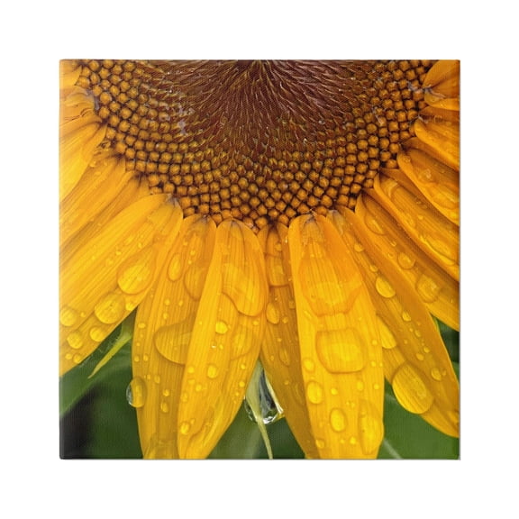Stupell Industries Water Droplets Sunflower Nature Botanical & Floral Photography Gallery Wrapped Canvas Print Wall Art
