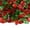 Holiday Spirit, variant on Frosted Rivers Crushed Fire Pit Glass Blend | 3/8"-3/4", 10 lbs