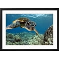 thumbnail image 2 of Art.com Hawaiian Green Sea Turtle Photographic Print by Swims with Fish, Black Frame Wall Art, 23" x 17", 2 of 4