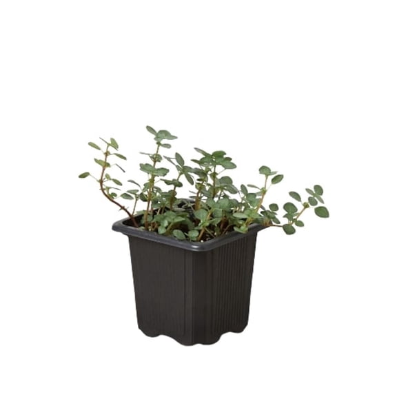 Nettle 'Silver Sparkle', 3" Pot, Indoor Houseplant, Easy Care, Live Plant for Indoor & Outdoor