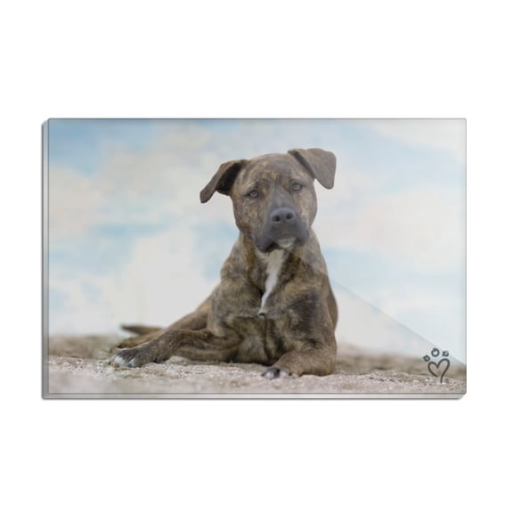 Staffy Staffordshire Bull Terrier Dog Sandy Beach Rectangle Acrylic Fridge Refrigerator Magnet