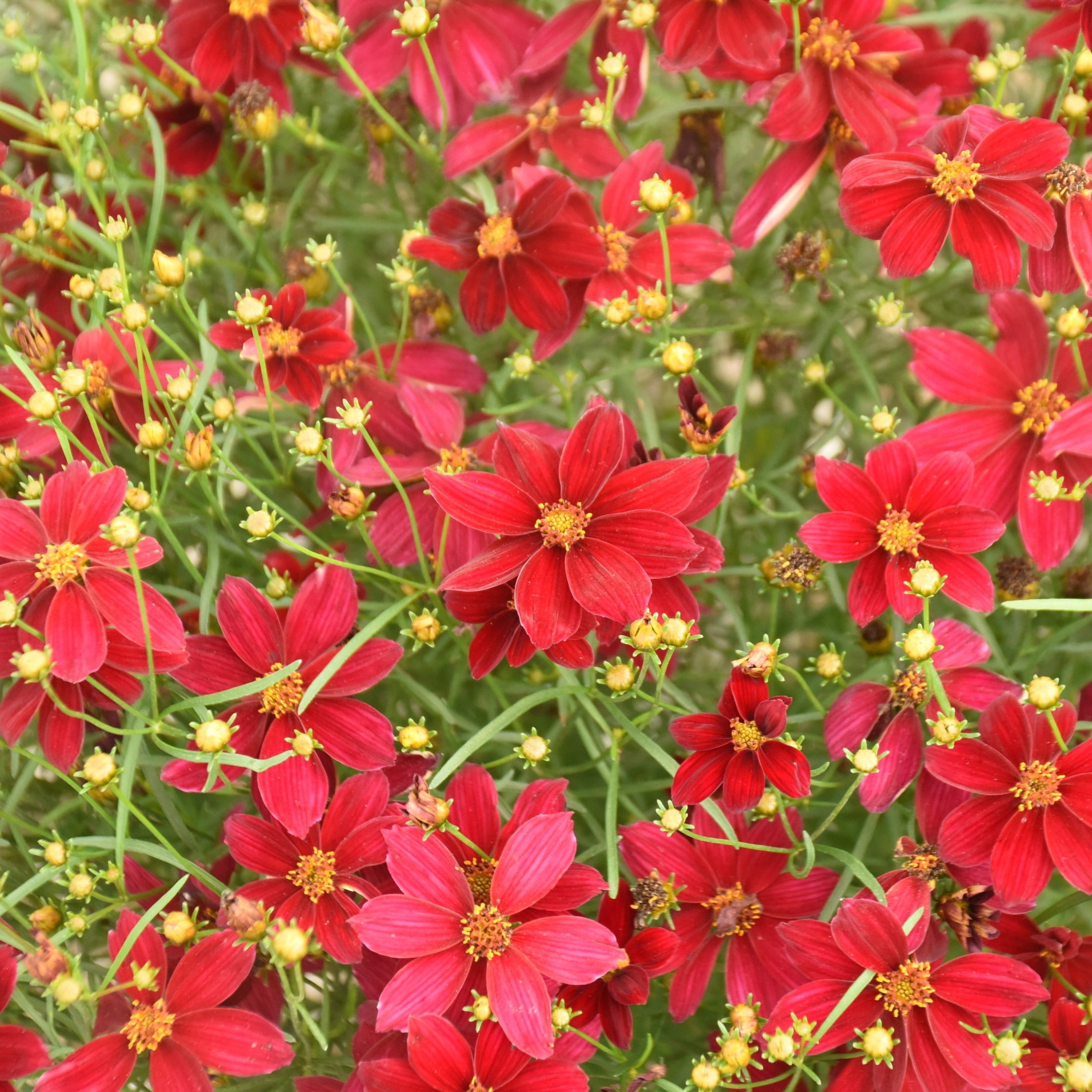 Proven Winners 6" Red Designer Threads 'Scarlet Ribbons' Threadleaf Coreopsis Live Plant in 6.5" Pot