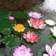 thumbnail image 2 of KonstgjordflytandenäckrosEvaLotusDammDekoration10cmArtificiellLotus-Xin, 2 of 5