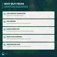 thumbnail image 6 of Canton Aquatics Beginner Live Aquarium Plants Bundle, Aquarium Plant Decoration, with insulated mailer, Green, 10 Count, 6 of 10