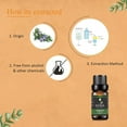 thumbnail image 3 of KRIAA Goodness Rosemary Essential Oil 10ml with Dropper, 3 of 6