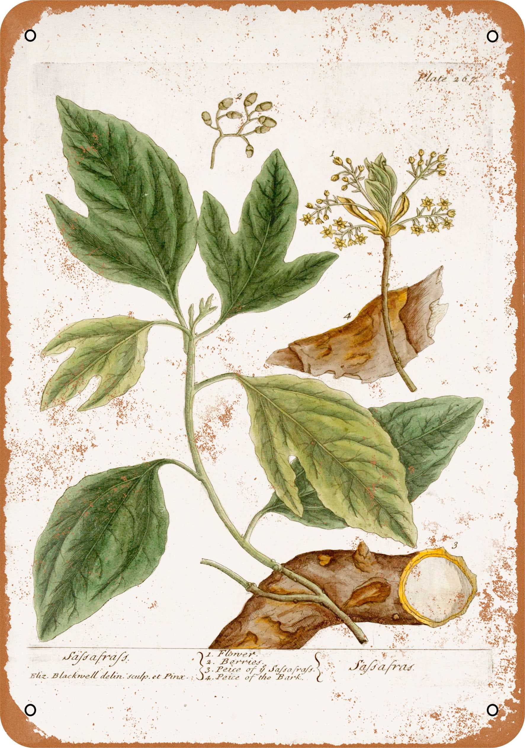 7 x 10 METAL SIGN 1737 Sassafras Botany Plate Vintage Rusty Look