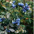 thumbnail image 5 of Elliott Blueberry Plant 4-7" Tall for Planting, Highbush Blueberry Bush Tree, Sweet Fruit plant for Garden, 5 of 5