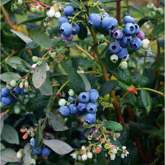 Windsor Blueberry Plant 4-7" Tall for Planting, Southern Highbush Blueberry Bush Tree, Blueberry Sweet Fruit plant for Garden
