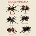 thumbnail image 3 of CafePress - Brachypelma T Shirt - Men's Classic Graphic T-Shirt, 3 of 4