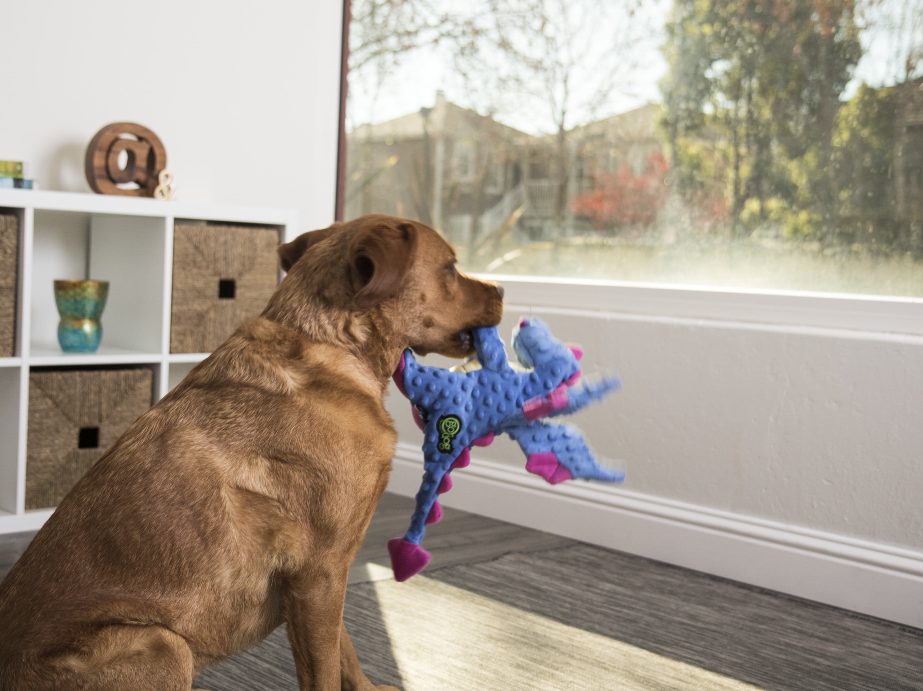 godog dragons with chew guard technology