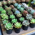thumbnail image 5 of Assorted Cactus Plants Live Succulents (6 Pack),Mini plant Easy Care Indoor or Outdoor Gardening, Party ,Terrariums, Favors（2inch pot)）, 5 of 6