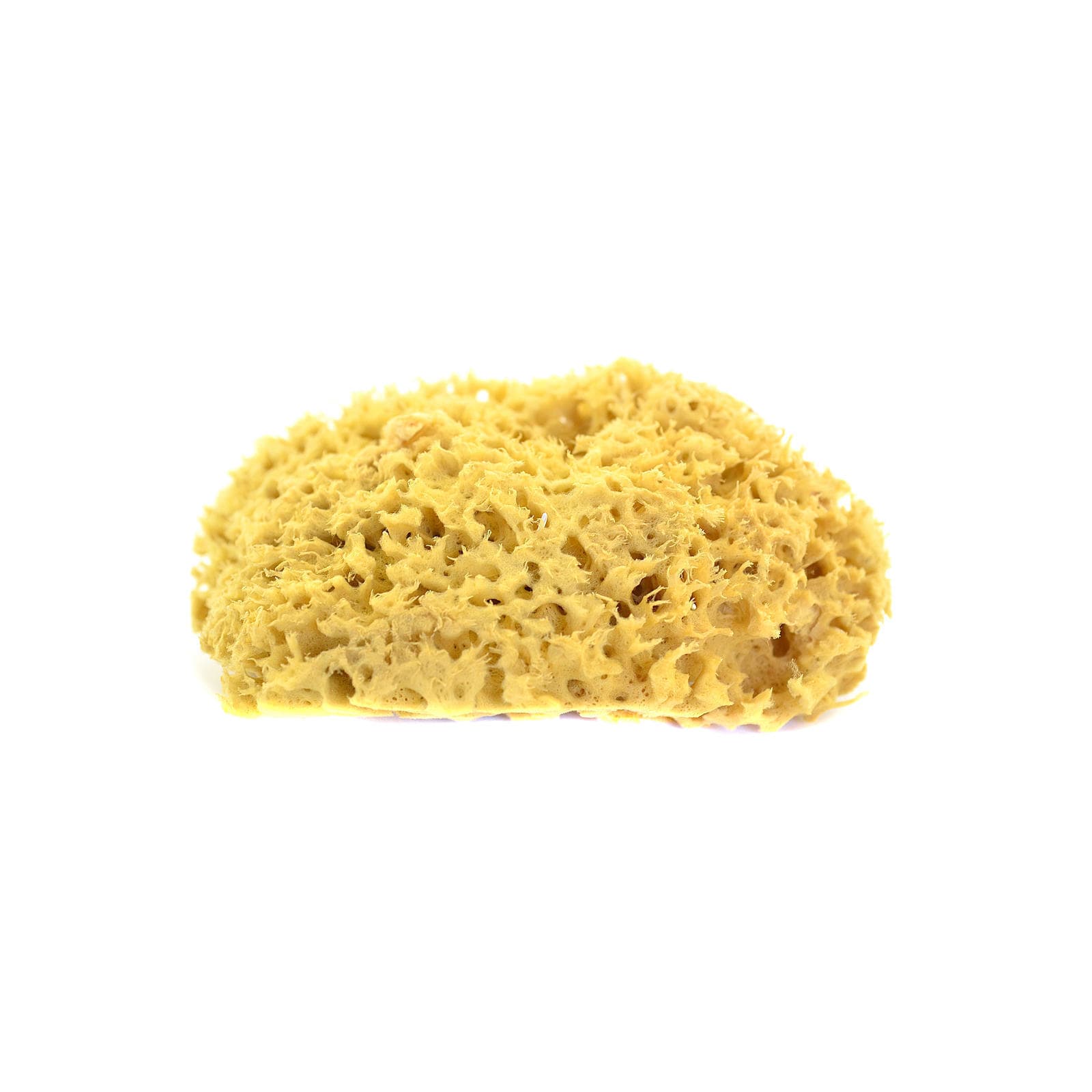 Hydra Natural Sponges