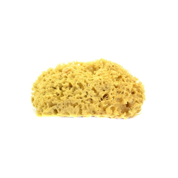 Hydra Natural Sponges