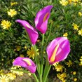 thumbnail image 3 of LCXmlly Waterproof Garden Lamp Auto On/Off Solar Garden Lights Waterproof Color Changing Light for Landscaping, 3 of 7
