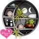 thumbnail image 4 of 1pc Crescent Moon Shelf For Crystal Stones, Essential Oils, Small Plants And Art, Crystal Display Shelf, Gothic Wall Decor, Rustic Boho Shelves, Wooden Hanging Floating Shelf (Black), 4 of 4