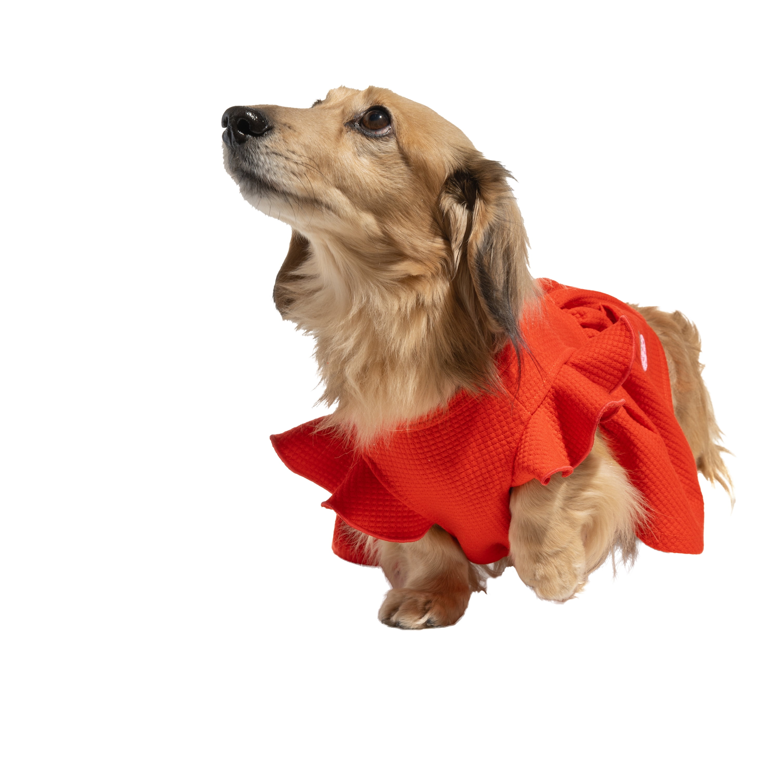 Oodles Sweet Strawberry Flutter Dog Dress, Red, Medium