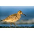 thumbnail image 2 of Fitzharris, Tim 14x11 Gold Ornate Wood Framed with Double Matting Museum Art Print Titled - Willet, 2 of 4