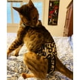 thumbnail image 4 of Barkertime Leopard Cat Diaper Pull-up, 4 of 10