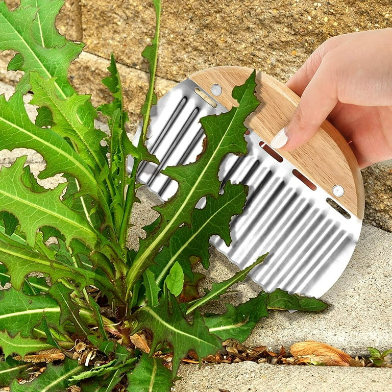Sidewalk Weeder Crevice Garden Weeding Tool Wood Handle Japanese
