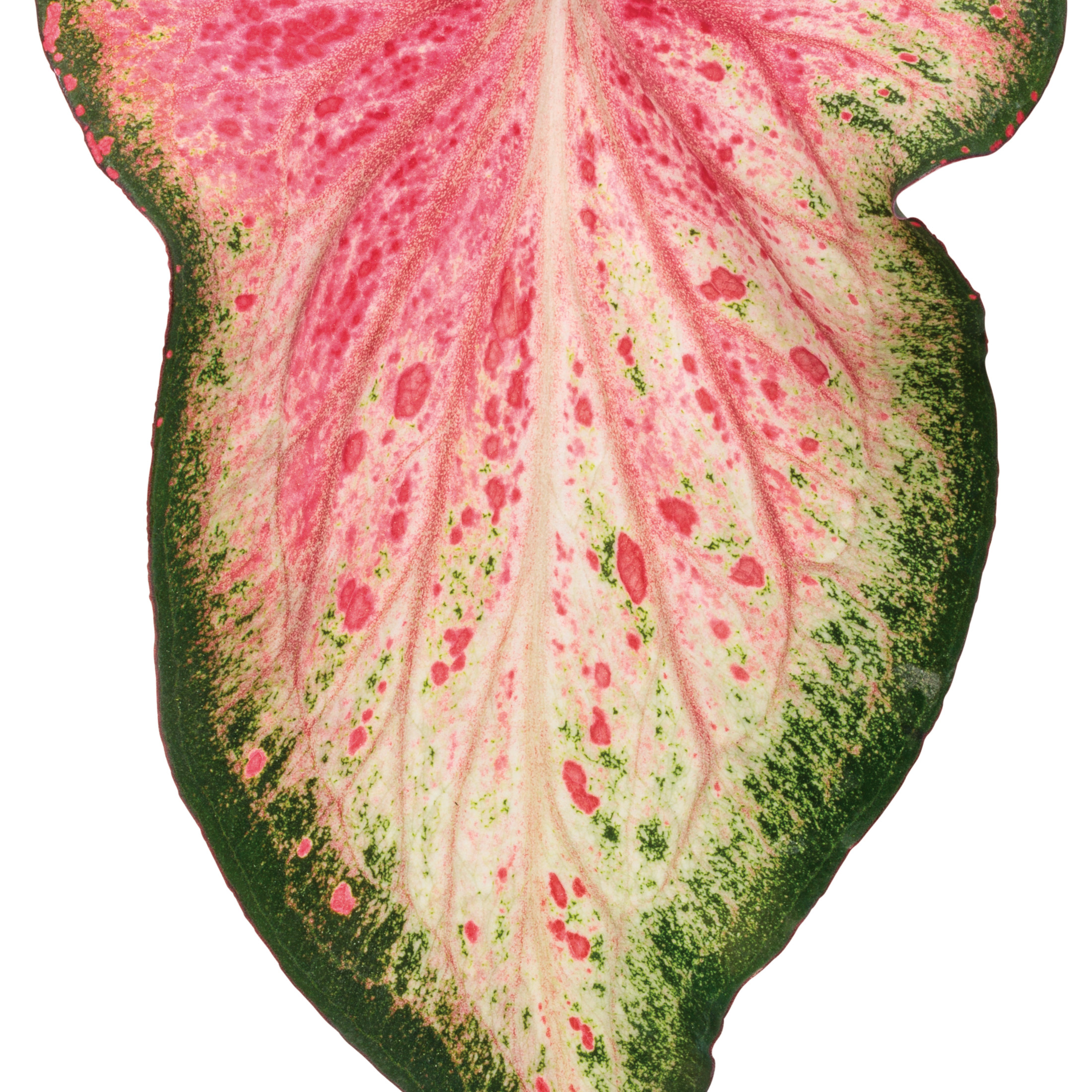 Proven Winners 5" Multicolor Heart to Heart 'Blushing Bride' Sun or Shade Caladium Live Plant in 4.5" Pot