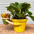 thumbnail image 6 of Indoor Plant Pot, Unique Cute Embrace Baby Double Flower Pot, 5.1" Cactus Planters with Drainage, Interior Outdoor Plants Succulent Pots, Plant Lover Gift, Decorative Novelty Planter(Light Yellow), 6 of 13