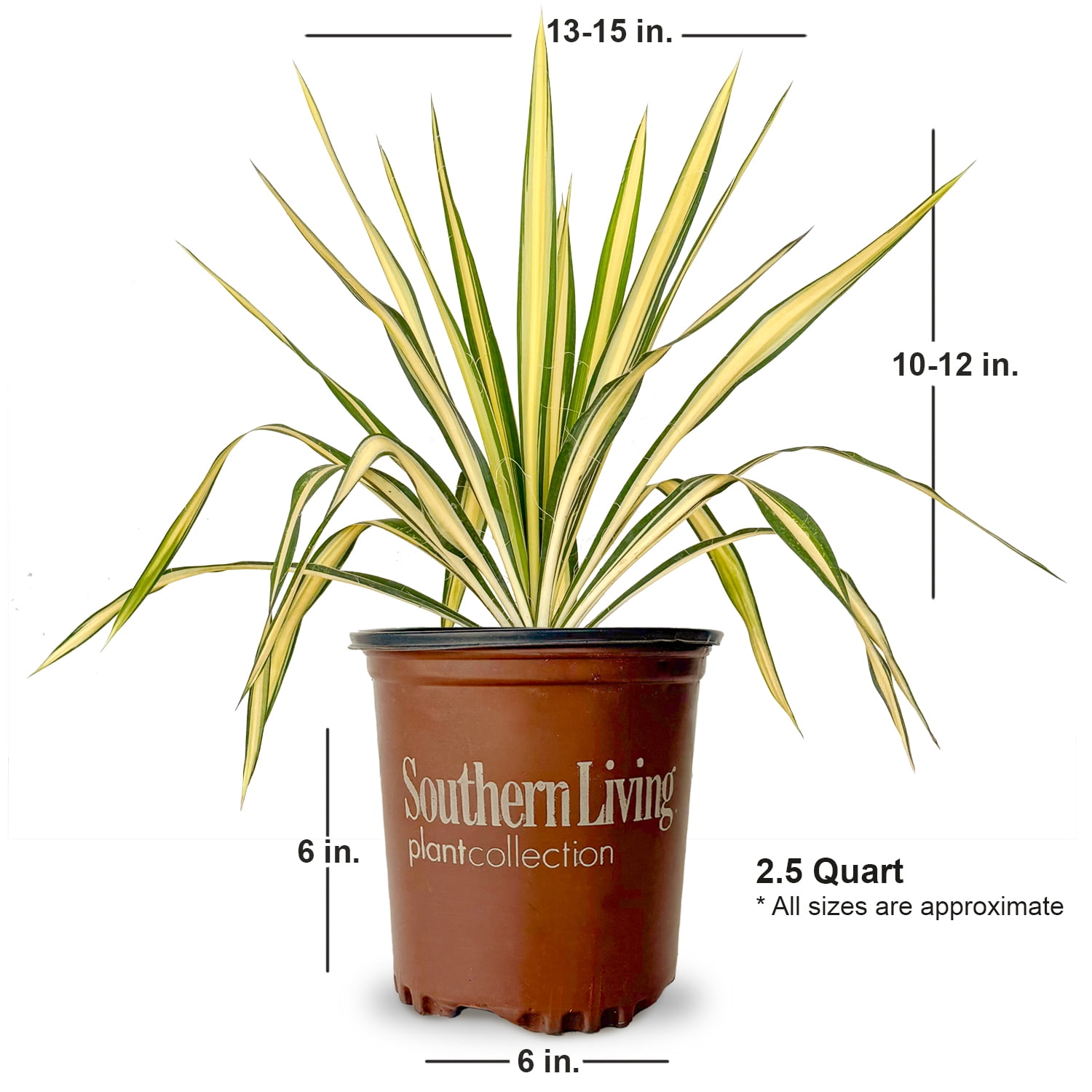 Southern Living Color Guard Yucca Live Shrub in 2.5-Quart Grower