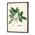 thumbnail image 2 of Designart Vintage Botanicals II FLOAT FRAME WALL ART, 2 of 4