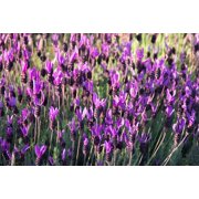 100 FRENCH LAVENDER aka Butterfly Lavender, Spanish, Topped Lavandula Stoechas Fragrant Blue Purple Flower Herb Seeds