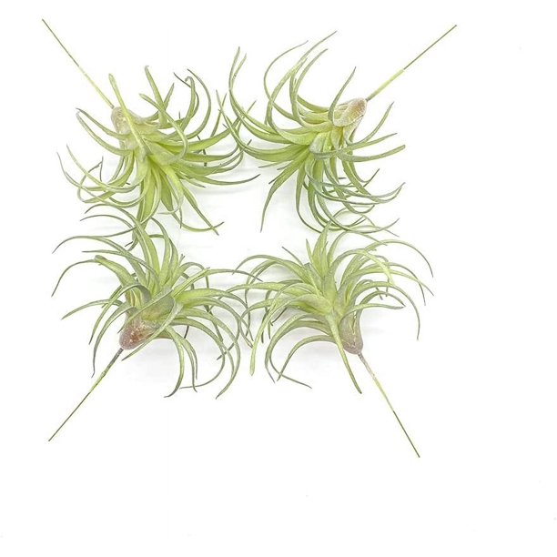 Paquete de 4 plantas suculentas artificiales, plantas de aire flocadas, césped artificial, plantas de aire Tillandsia flocadas, bromelias para decoración del hogar, jardín, proyecto de terrario,