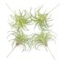 thumbnail image 1 of Paquete de 4 plantas suculentas artificiales, plantas de aire flocadas, césped artificial, plantas de aire Tillandsia flocadas, bromelias para decoración del hogar, jardín, proyecto de terrario,, 1 of 7