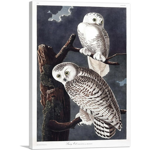 ARTCANVAS Snowy Owl Canvas Art Print by John James Audubon - Size: 40" x 26" (0.75" Deep)