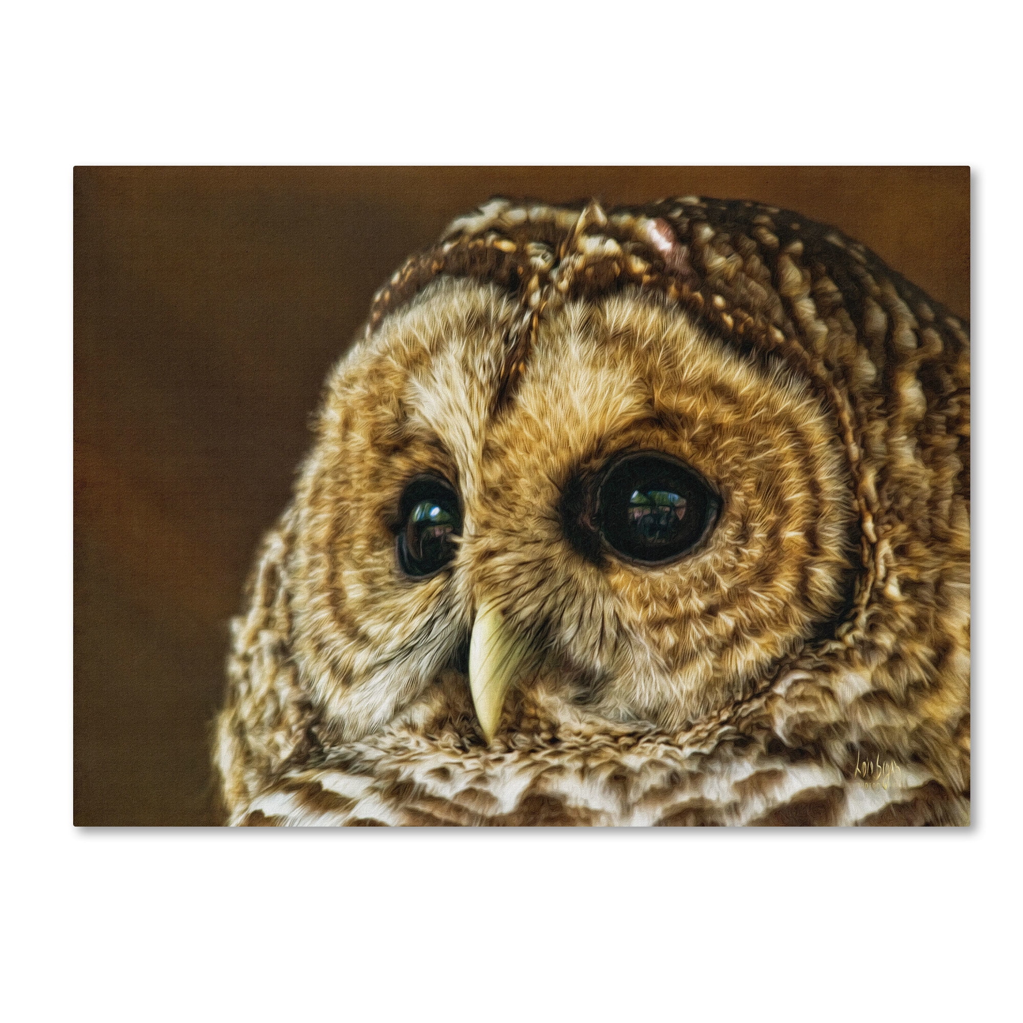 Trademark Fine Art "Barred Owl Portrait" Canvas Art by Lois Bryan