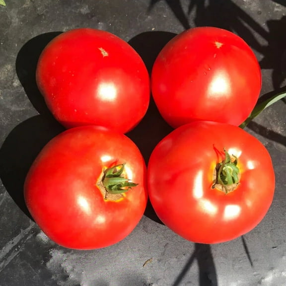 Tomato Seeds - Galahad Organic Variety Tomato Seeds - Non-GMO - 50 Seeds
