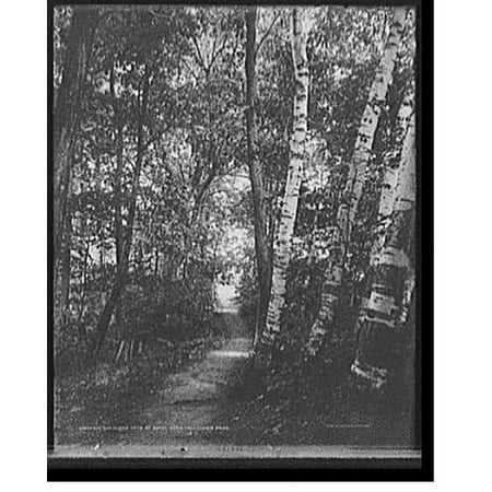 Historic Print, Woodland path at Hotel Aspinwall, Lenox, Mass., 16" x 20"