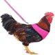 thumbnail image 4 of Chicken Harness with Leash Adjustable Comfortable Small Pet Harness Leash Set for Duck Goose Hen Training Walking rose Red L, 4 of 4