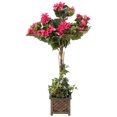 thumbnail image 2 of Bougainvillea Topiary w/Wood Box, 2 of 5