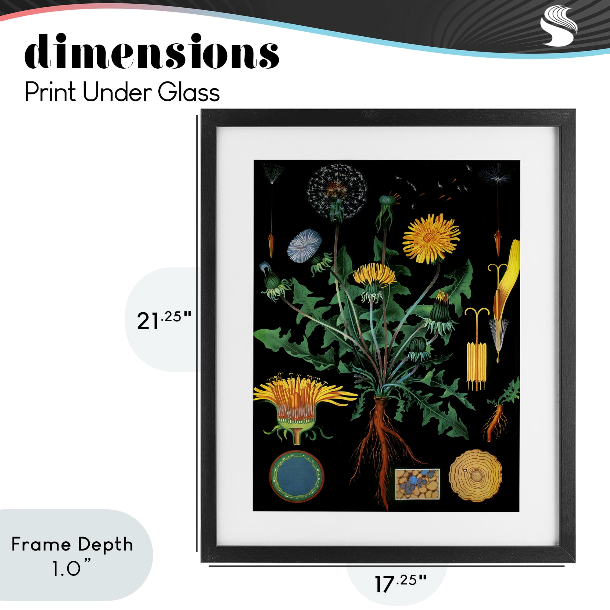 Stupell Industries Dandelion Botanical Illustration Black Framed Print Under Glass, design by Vintage Hustle