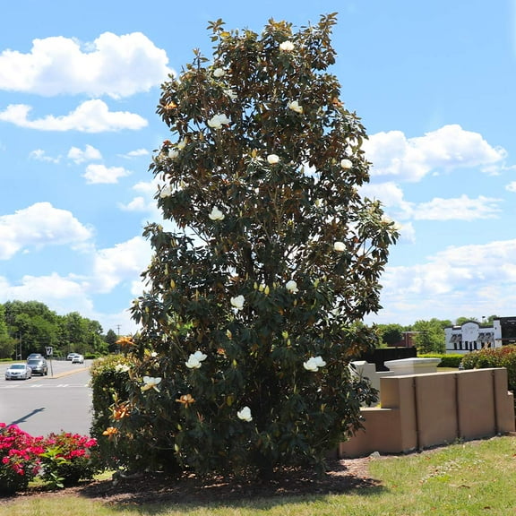 Brighter Blooms - Little Gem Magnolia Tree, 2-3 ft. - No Shipping To AK, AZ, HI, OR