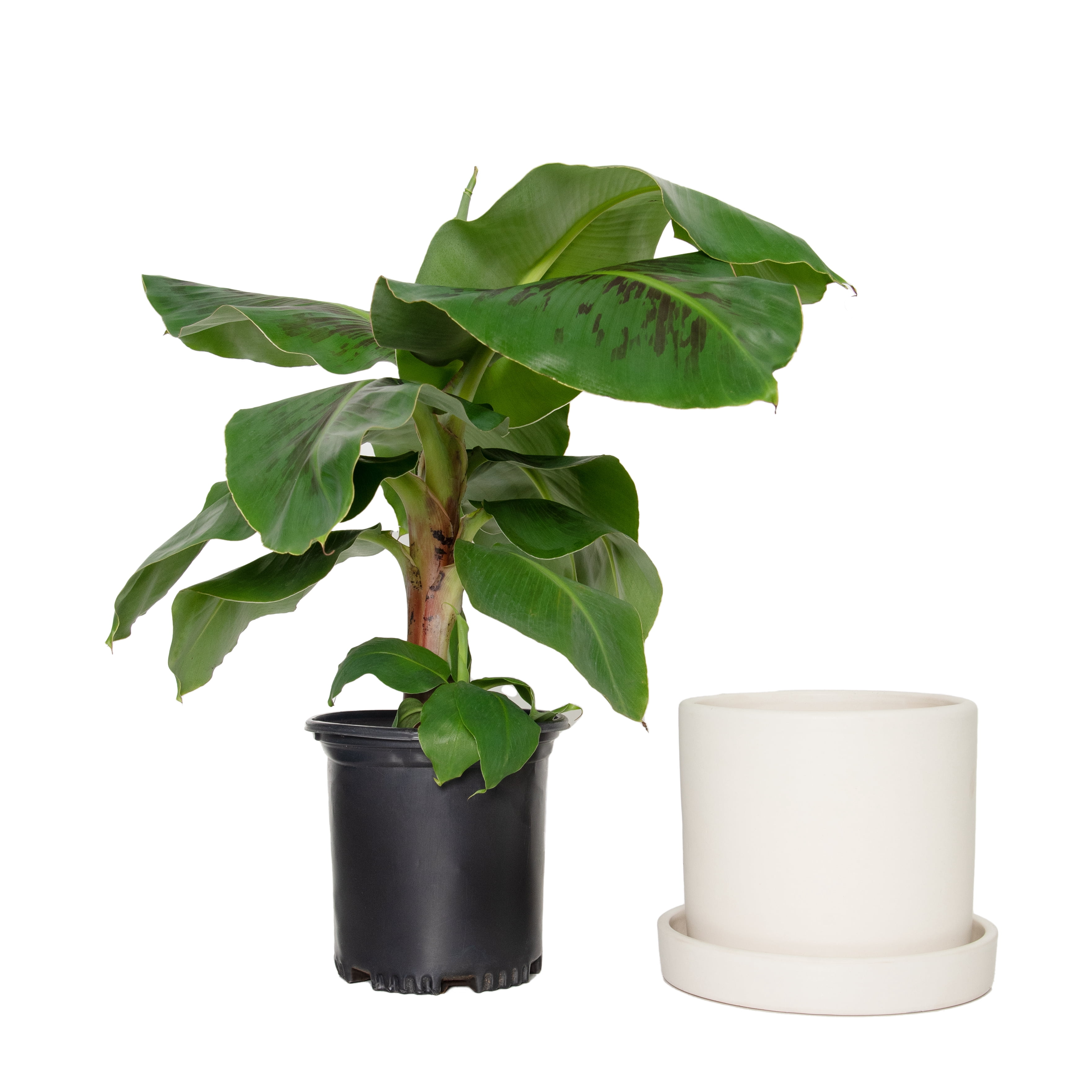7 in. Cream Planter w/Saucer and a 8 in. Banana Dwarf Cavendish Live Houseplant with Indirect Sun