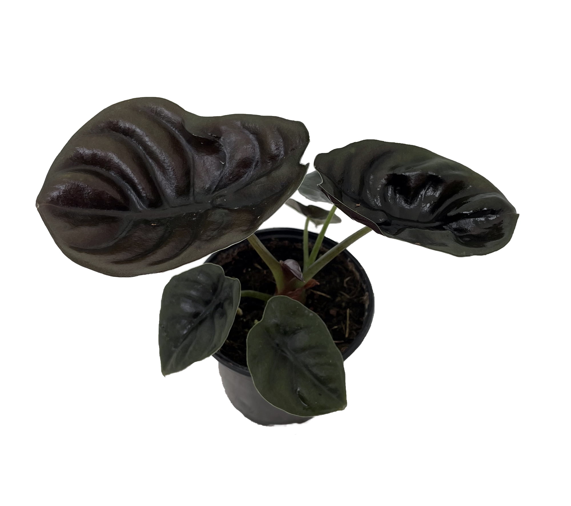 Rare Alocasia cuprea - Red Secret - 4