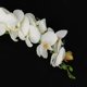 thumbnail image 3 of Ramo de Flores Artificiales perfecl Mano Nupcial Apoyo de fotografía en cascada, 3 of 8