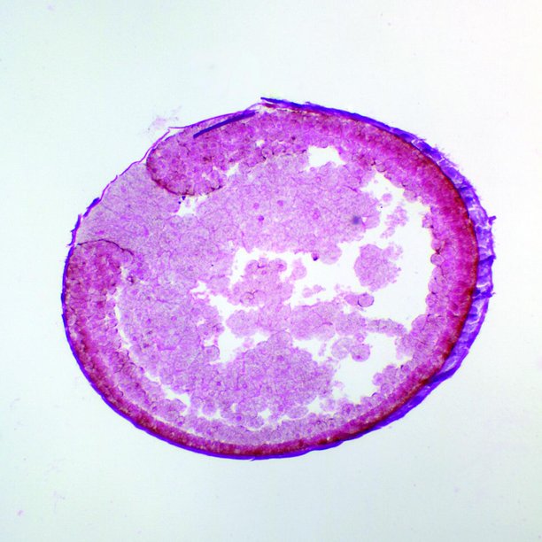 Frog Late Yolk Plug, rep. sag. sec. Microscope Slide