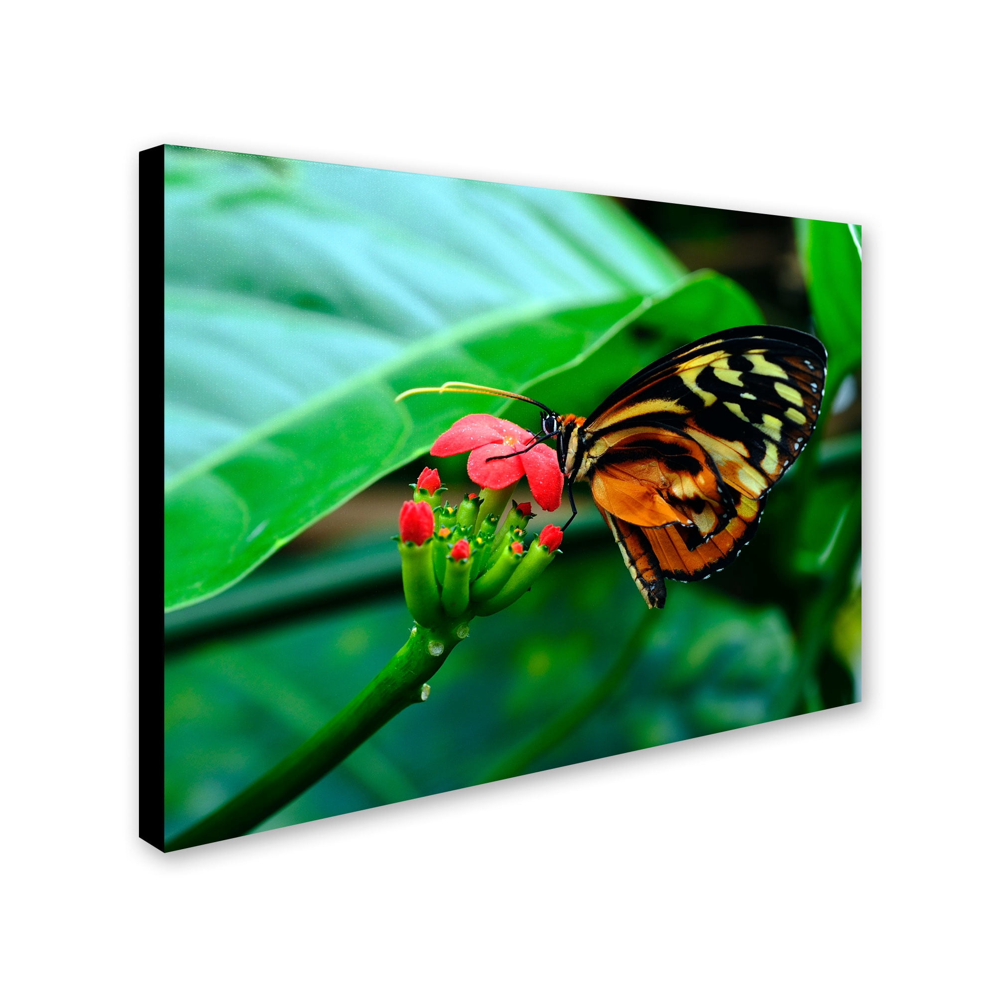 Trademark Fine Art "Cream Spotted Tigerwing" Canvas Art by Kurt Shaffer