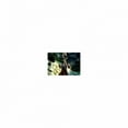 thumbnail image 2 of Tenchu: Shadow Assassins - Nintendo Wii, 2 of 3