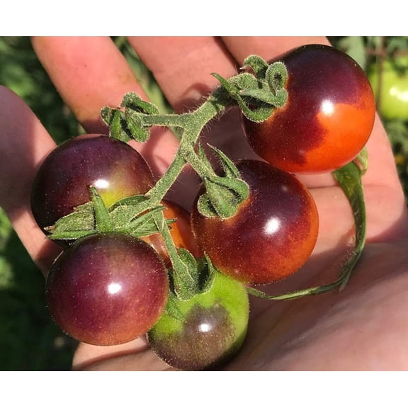 Blue Berries Blueberries Cherry Heirloom Tomato Premium Seeds Packet